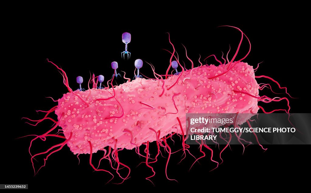 Bacteriophages infecting E. coli bacterium, illustration