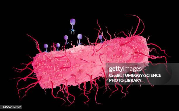 bacteriophages infecting e. coli bacterium, illustration - e coli stock illustrations
