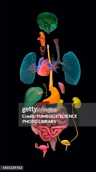 Human organs, illustration Human organs, illustration