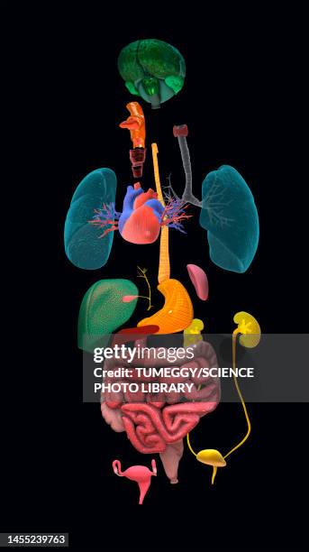 human organs, illustration - human stomach internal organ stock illustrations