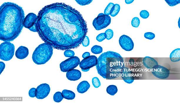 monkeypox virus particles, illustration - smallpox virus stock-grafiken, -clipart, -cartoons und -symbole
