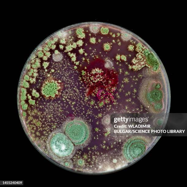 bacteria and fungi cultured on petri dish - boîte de pétri photos et images de collection