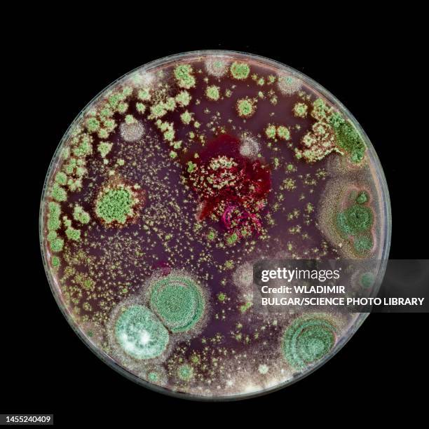 bacteria and fungi cultured on petri dish - bakterier bildbanksfoton och bilder