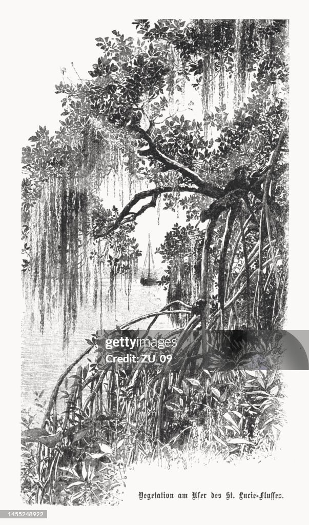 Saint Lucie River, Florida, USA, halftone print, published in 1899