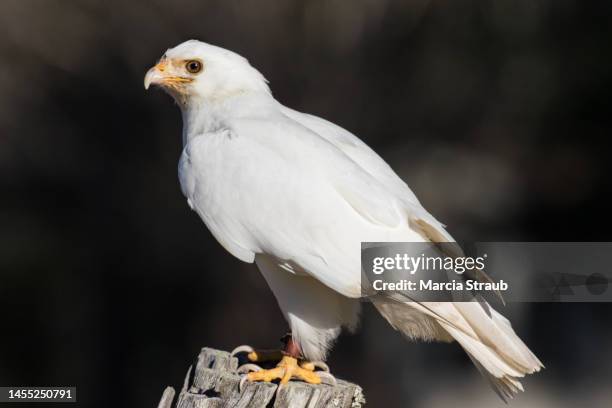 a rare leucistic white red tail hawk - albino man stock-fotos und bilder