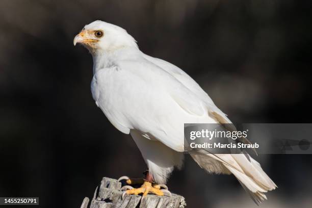 a rare leucistic white red tail hawk - albino animals stock pictures, royalty-free photos & images