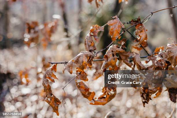 Tree Dead Cold 2,870 Dead Winter Tree Stock Photos, High-Res Pictures, and Images ...