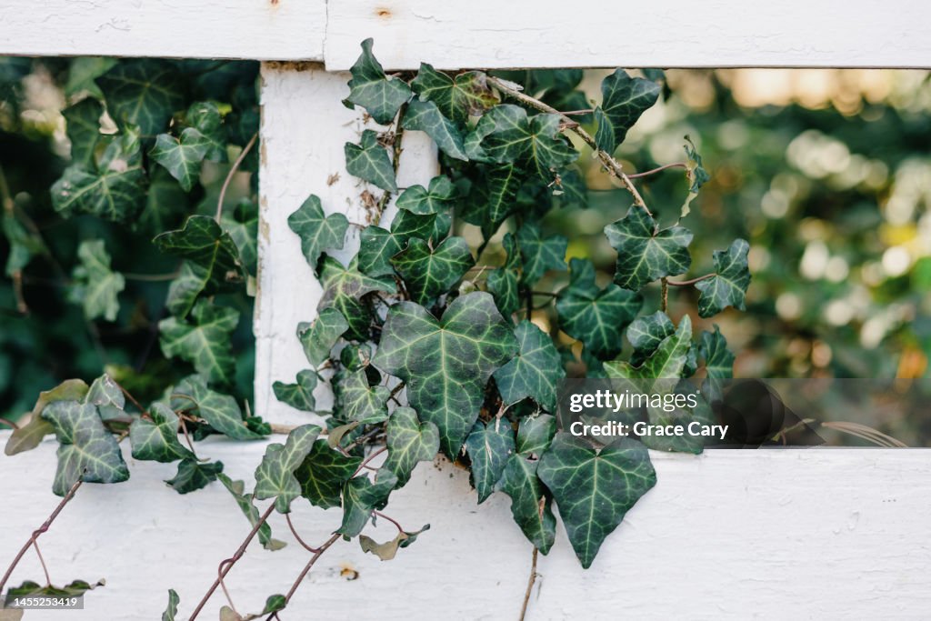 Ivy Grows on Fence