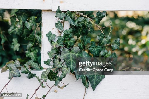 Ivy Grows on Fence