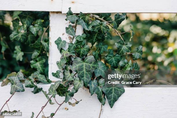 ivy grows on fence - english ivy stock pictures, royalty-free photos & images