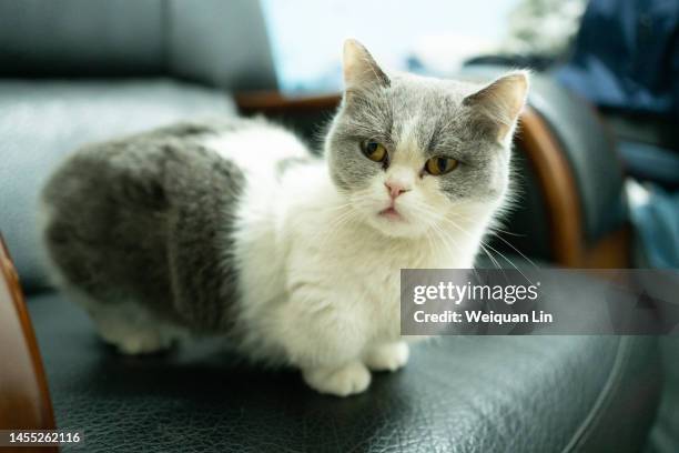 blue and white british shorthair cat - british shorthair cat stock pictures, royalty-free photos & images