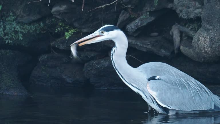 River Rothay Fishing 582 Rainbow Fish Stock Videos, Footage, & 4K Video Clips - Getty Images