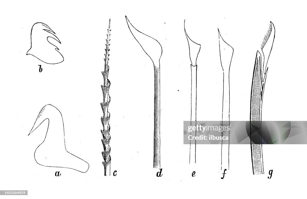 Antique biology zoology image: bristles of various polychaetes, sabella crassicornis, Terebella Danielsseni, Sthenelais, Phyllochaetopterus, Sabella Pavonis, Nereis cultrifera