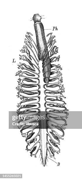 antique biology zoology image: aphrodite aculeata - aphrodite stock illustrations