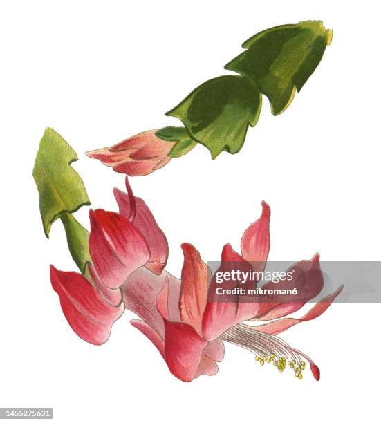 old chromolithograph illustration of schlumbergera truncata, the false christmas cactus, thanksgiving cactus or zygocactus, - schlumbergera truncata stock pictures, royalty-free photos & images