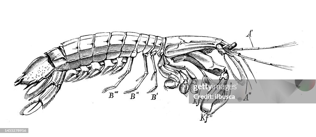 Antique biology zoology image: Squilla mantis