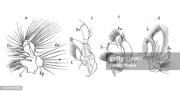 antique biology zoology image: maxillae: calanus, gammarus, euphausia, astacus - krill stock illustrations