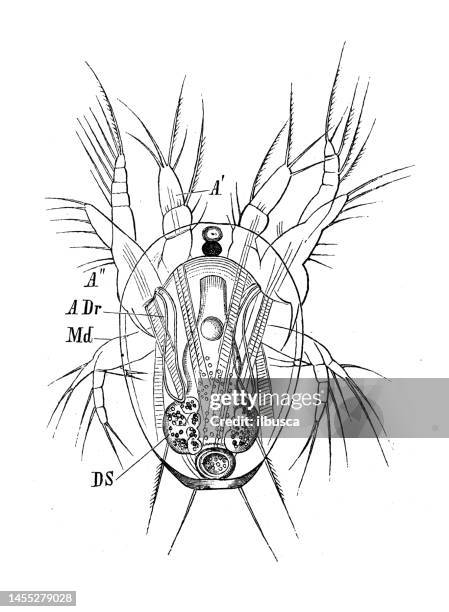 ilustrações de stock, clip art, desenhos animados e ícones de antique biology zoology image: nauplius, cyclops - cyclops