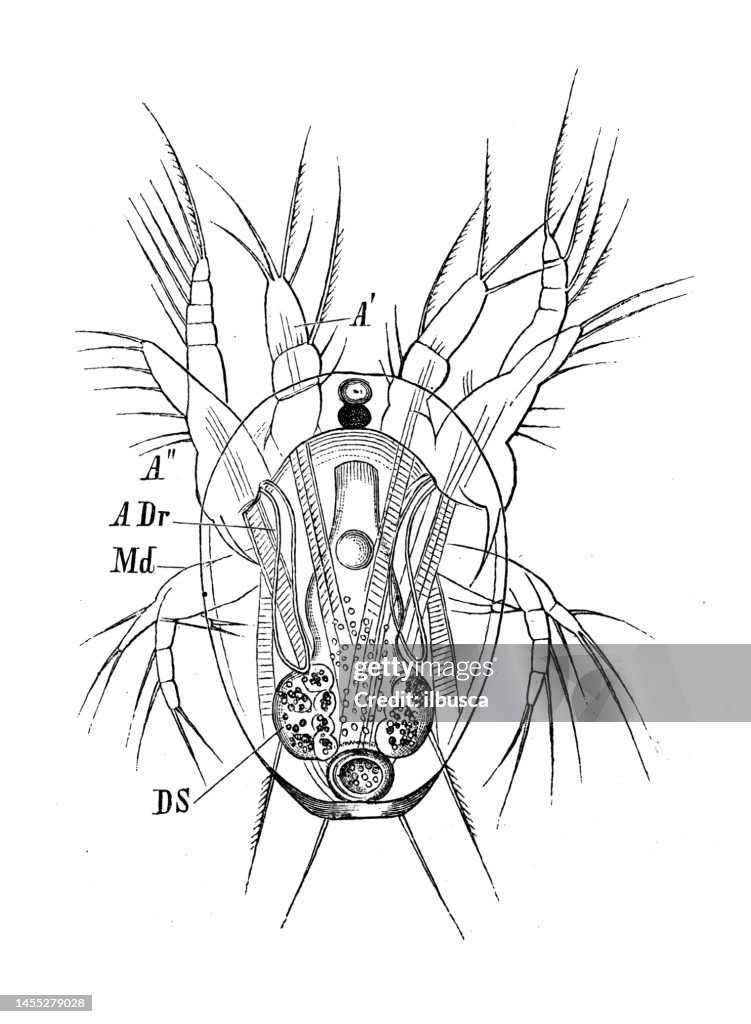 Antique biology zoology image: nauplius, Cyclops