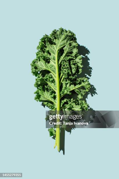 fresh green organic kale leaves on blue background. healthy food, diet and detox concept. flat lay, top view - couve imagens e fotografias de stock