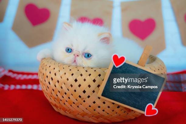 Adorable Himalayan Kitten Sitting In Rustic Basket Decorated For Valentines  With Blackboard To Add Your Text High-Res Stock Photo - Getty Images