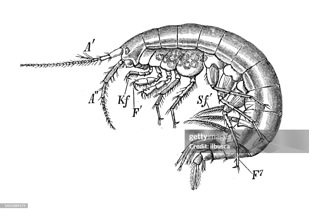 Antique biology zoology image: Gammarus neglectus