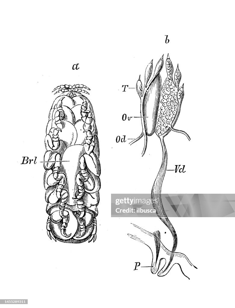 Antique biology zoology image: Cymothoa Banksi, Cymothoa oestroides