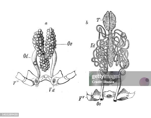 61 Ilustraciones de Organo Reproductivo Animal - Getty Images 61 Ilustraciones de Organo Reproductivo Animal - Getty Images