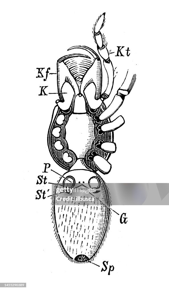 Antique biology zoology image: Dysdera erythrina