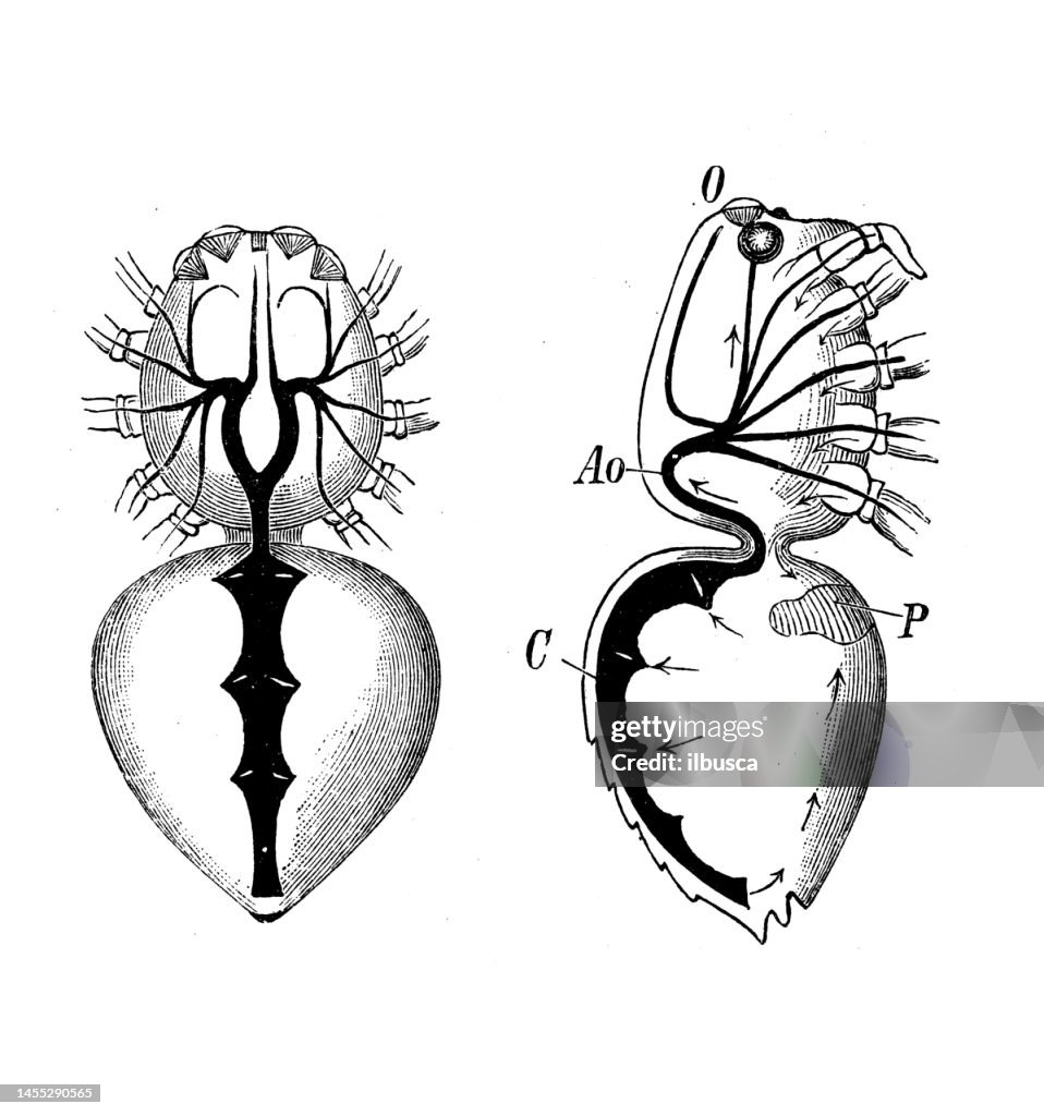 Antique biology zoology image: Lycosa