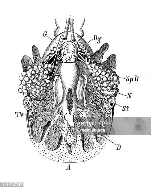 ilustraciones, imágenes clip art, dibujos animados e iconos de stock de imagen de zoología de biología antigua: ixodes ricinus - garrrapata de venado