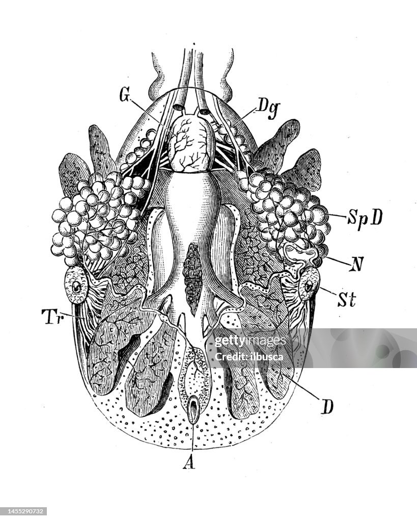 Antique biology zoology image: Ixodes ricinus