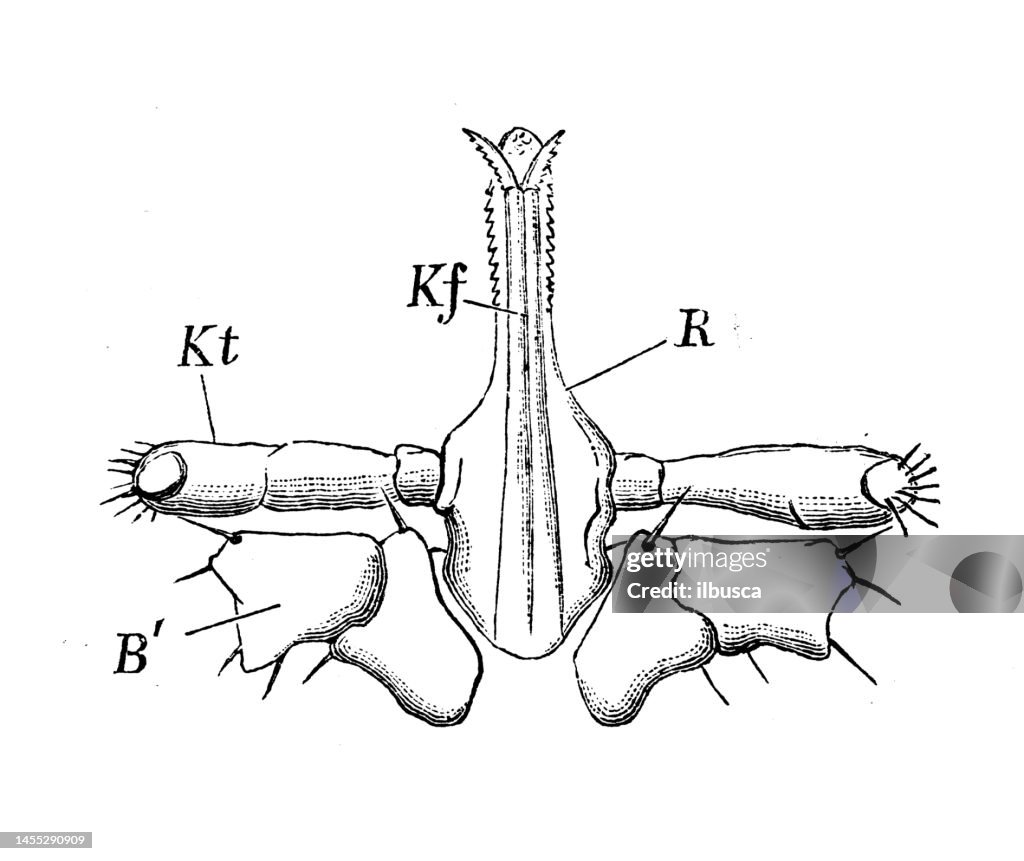 Antique biology zoology image: Ixodes