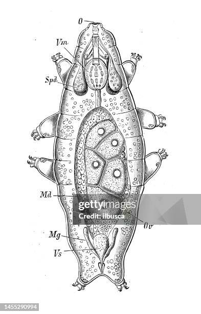 antique biology zoology image: macrobiotus schultzei - tardigrade stock illustrations