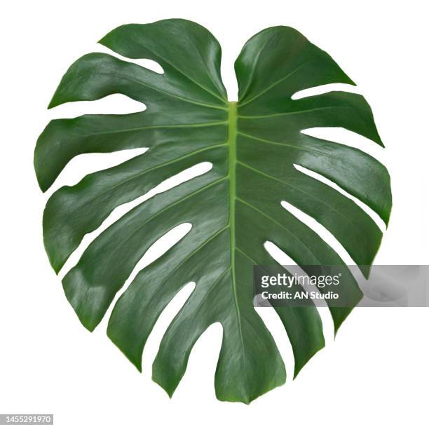 fresh monstera leaf isolated on white backround. monstera leaves on white background.tropical. botanical nature concepts ideas. - monstera imagens e fotografias de stock