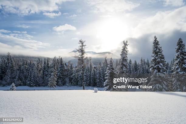 winter snow covered trees forest - pine trees deep snow stock pictures, royalty-free photos & images
