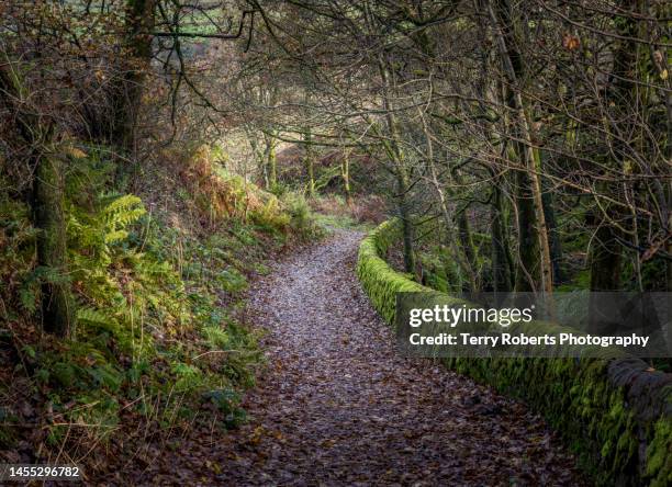 woodland track - terry woods stock pictures, royalty-free photos & images