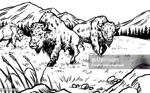 bisonszene - american bison stock-grafiken, -clipart, -cartoons und -symbole