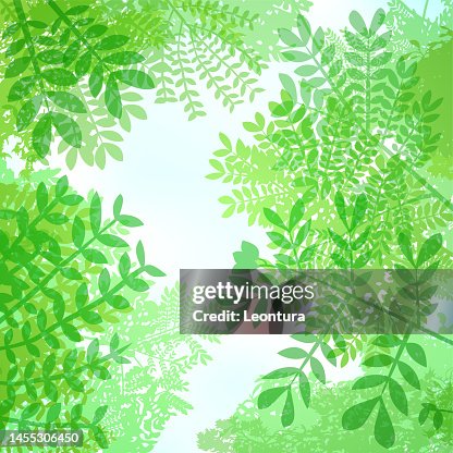 Spring Canopy Spring Canopy