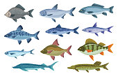 Fish sorts and types. Various freshwater fish. Hand-drawn color illustrations of sea and inland fish. Commercial fish species