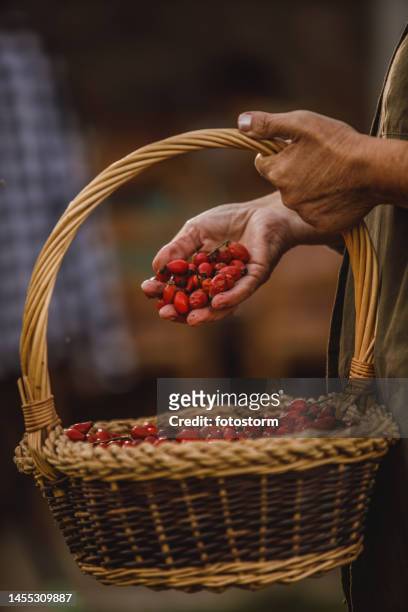 unrecognizable senior woman holding a wooden basket full of rose hips and playing with them - rosa eglanteria stock pictures, royalty-free photos & images