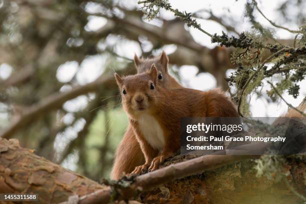 red squirrel (sciurus vulgaris) and kit together on tree branch. - two animals stock pictures, royalty-free photos & images