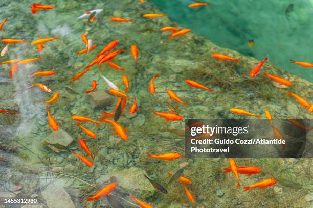 Fountain Rome Fish 39 Koi Pond Fountain Stock Photos, High-Res Pictures, and Images ...