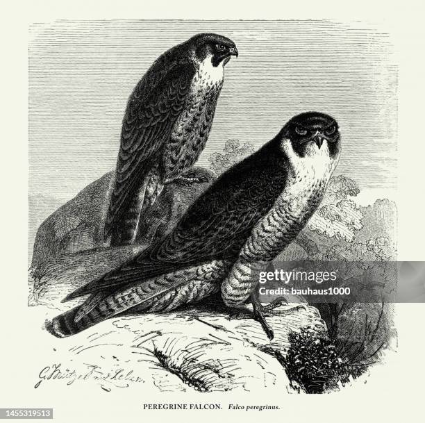 antiker amerikanischer stich, wanderfalke, vogel: naturgeschichte, 1885 - peregrine falcon stock-grafiken, -clipart, -cartoons und -symbole