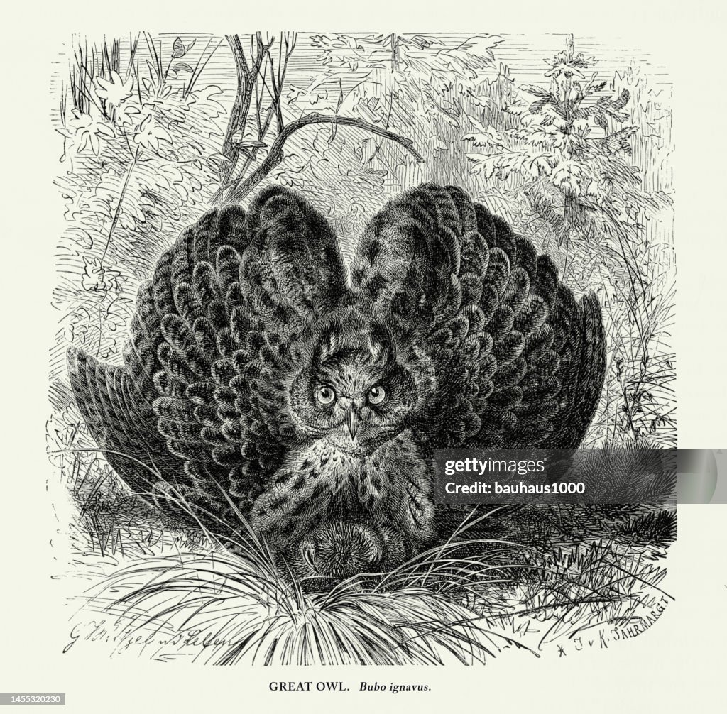 Antique American Engraving, Great Owl, Bird: Natural History, 1885