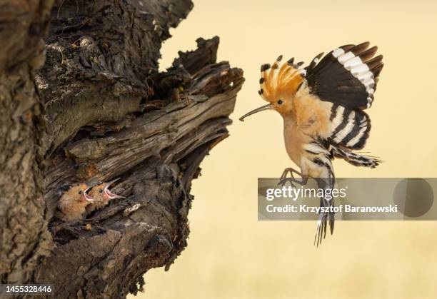 eurasian hoopoe feeding the juvenile - fotoshop stockfoto's en -beelden