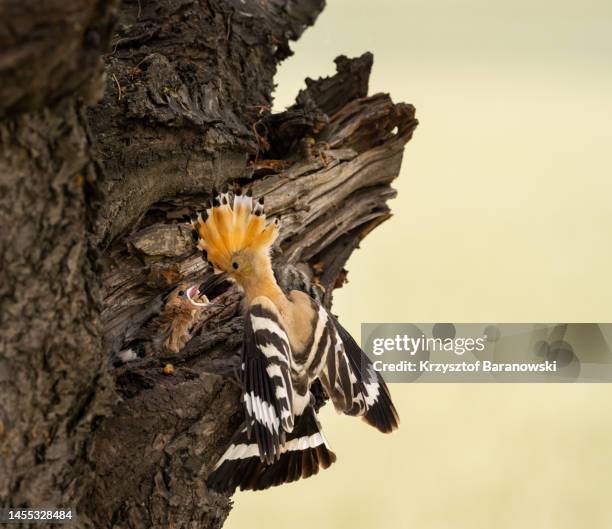 eurasian hoopoe feeding the juvenile - hoopoe stock pictures, royalty-free photos & images