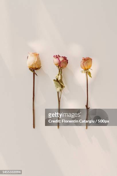 dried roses on a white background flatlay,romania - butterfly white background stockfoto's en -beelden
