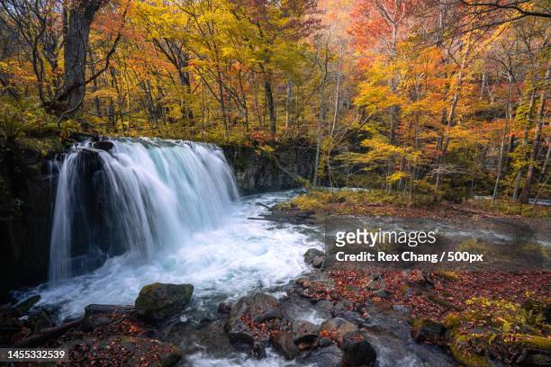 scenic view of waterfall in forest during autumn,japan - 十和田市 stock pictures, royalty-free photos & images