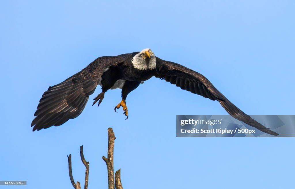 Low angle view of bald eagle flying against clear blue sky,Beaverton,Oregon,United States,USA